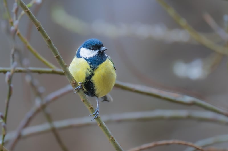 Bird-Watching Tips