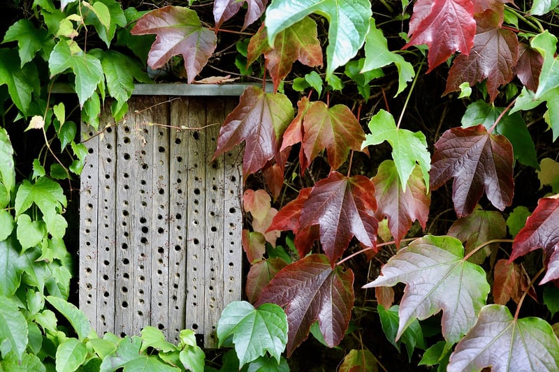 Bug Hotel